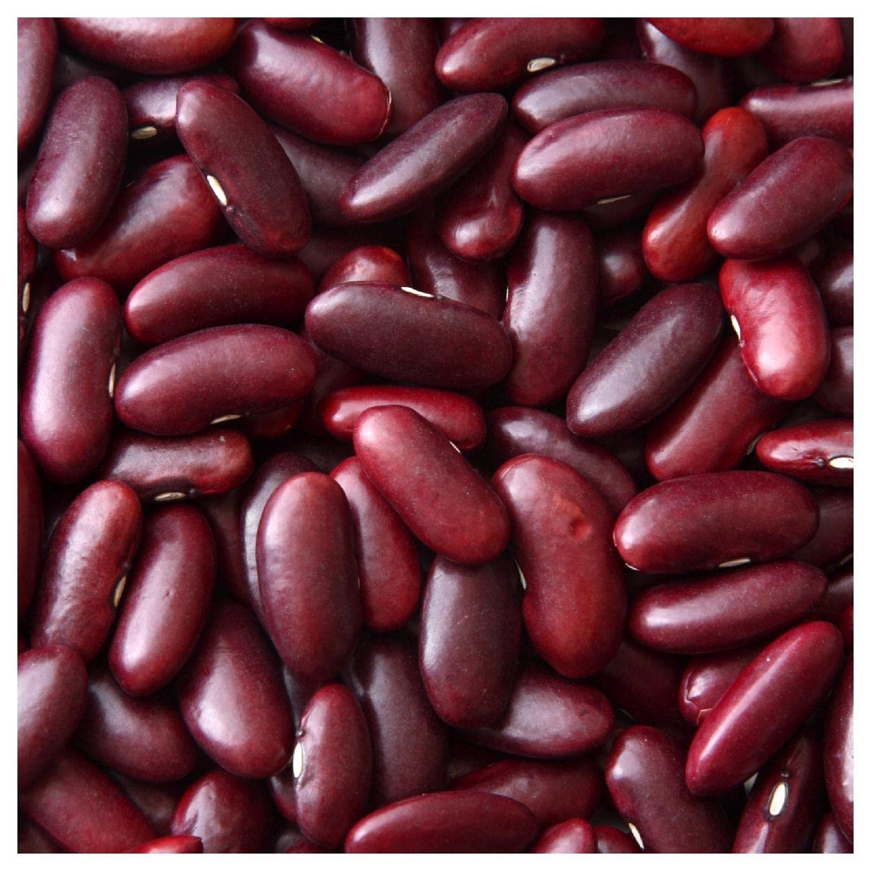 Non-GMO Dark Red Kidney Bean seeds producing vigorous plants yielding firm, dark red beans ideal for chili and stews